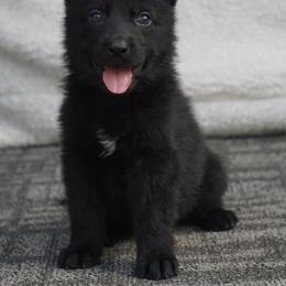 Liam - Black male German Shepherd puppy in Muldrow, Oklahoma from Reizarf Kennels