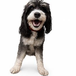 Rocky - Bernedoodle