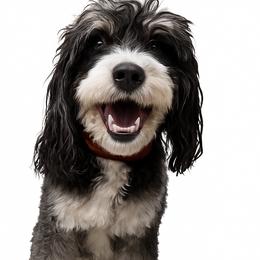Rocky - Bernedoodle