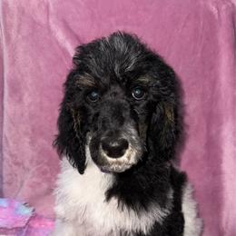 Sweetheart - Parti female Poodle puppy in League City, Texas from Chauffeured Poodles