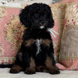 Avery - Tri-color female Cavapoo puppy in Beckley, West Virginia from Autumn Poodles/Doodles