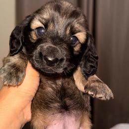 Peony - Red female Dachshund puppy in Highland Heights, Kentucky from Gabriela's Dachshunds