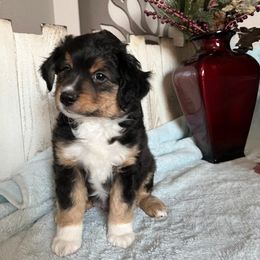 "Dakota; male" Miniature Australian Shepherd Puppies from April Meadows Farm