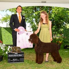 Irish Water Spaniels from Hooligan Irish Water Spaniels