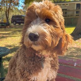 Kiley - Goldendoodle