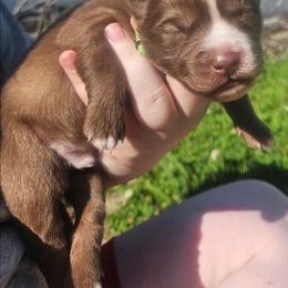 Oscar - Red and white male Siberian Husky puppy in Louisville, Kentucky from Wild Hunt Huskies