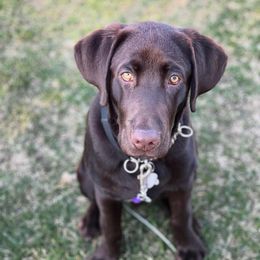 Labrador Retriever Puppies from Southfork Retrievers
