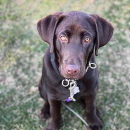 Labrador Retriever Puppies from Southfork Retrievers