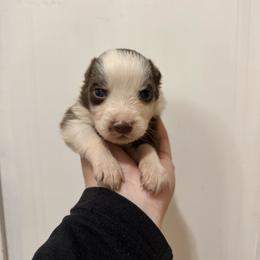 Copper - Red tri-color male Australian Shepherd puppy in Cushing, Oklahoma from Midwest LP Aussies