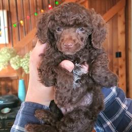 Poodle Puppies from Cedar House Heritage Poodles | AKC Toy & Miniature Poodle Puppies Raised in Home