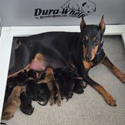 Girl 6 - Black female German Pinscher puppy in Chatham, Virginia from Wild Mountain Haven K9