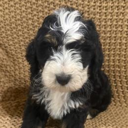 Vega Boy 4 - Tri-color male Bernedoodle puppy in Churchill County Fallon, Nevada from Card Family Ranch