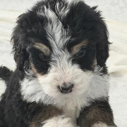 Brynn - Tri-color female Bernedoodle puppy in Phelan, California from PuppyPaws4U