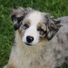 Tessa - Miniature Australian Shepherd
