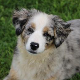Tessa - Miniature Australian Shepherd