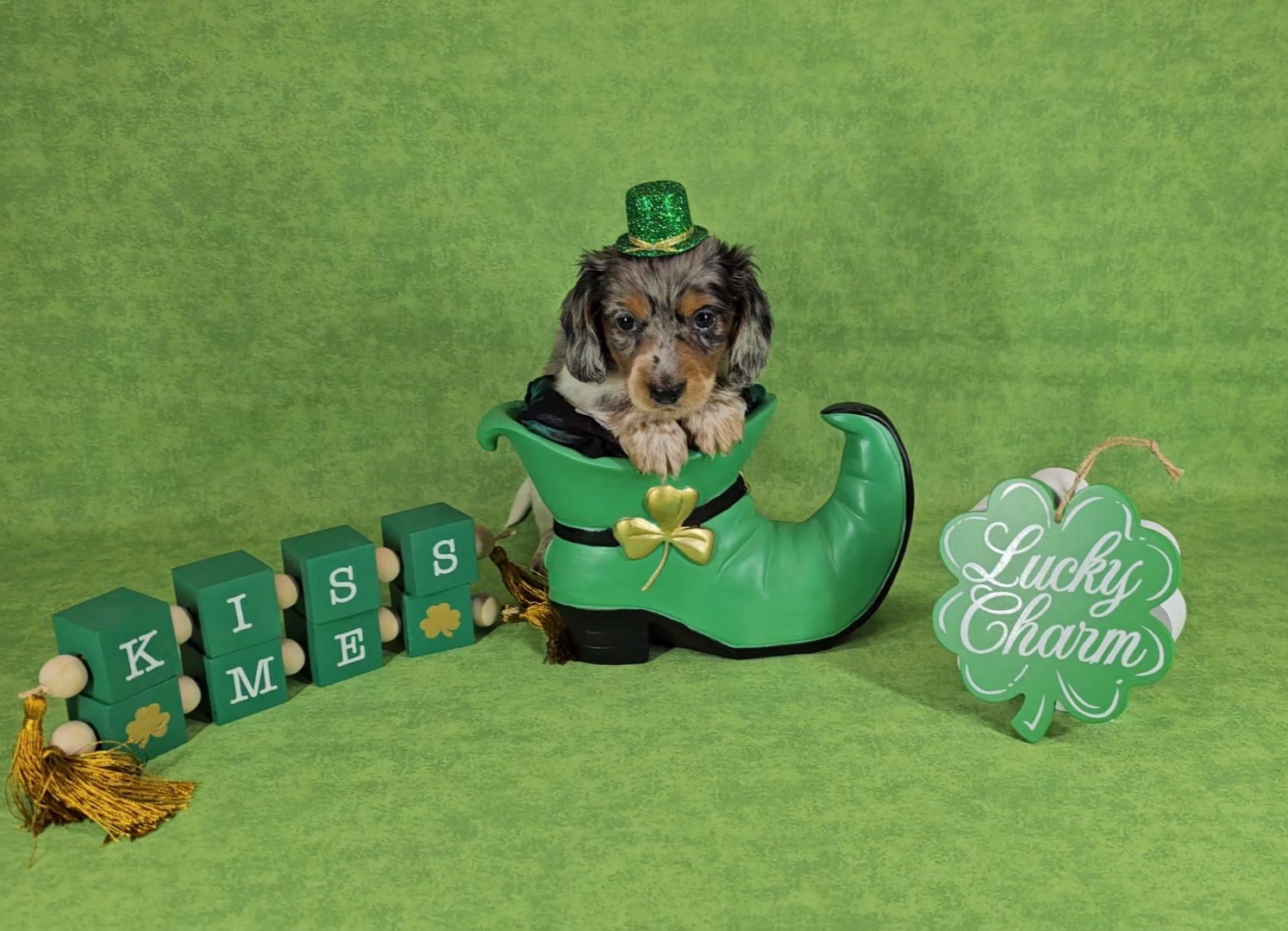 Dachshund Puppies from Newbern's Nuggets