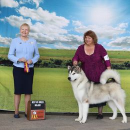 Alaskan Malamute All Grown Up from Sno-Cub Alaskan Malamutes