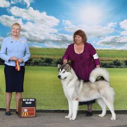 Alaskan Malamute All Grown Up from Sno-Cub Alaskan Malamutes