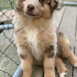 Australian Shepherd Puppies from 3 Crosses Kennels