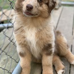 Australian Shepherd Puppies from 3 Crosses Kennels