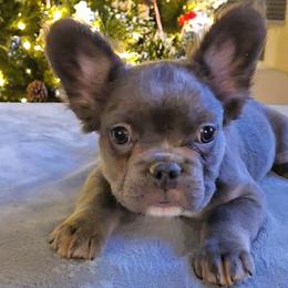 French Bulldog Puppies from Michelle's French Bulldogs