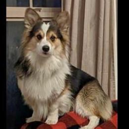 American Corgis, Companion Crosses, Miniature Australian Shepherds, and Pembroke Welsh Corgis from FreckledCowgirlCorgis