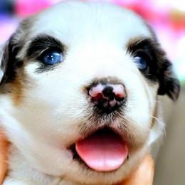 Zarina - Blue merle female Miniature Australian Shepherd puppy in Punta Gorda, Florida from Christie's Creekside Aussies