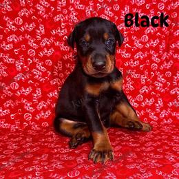 Black - Black and rust male Doberman Pinscher puppy in Louisville, Kentucky from Ruiz Dobermans
