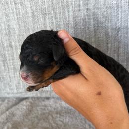 Girl 1 - Tri-color female Bernedoodle puppy in Spring Hill, Florida from Ohana Doodles