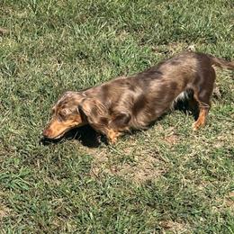 Bella - Chocolate and tan female Dachshund puppy in Park Hills, Missouri from Ozark Miniature Dachshunds
