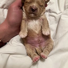 Cavalier King Charles Spaniel and Cavapoo Puppies from CK Cavaliers