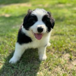 Spanky - Black male Border Collie puppy in Erwin, North Carolina from Herd That Farms