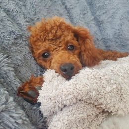 Roxy - Poodle