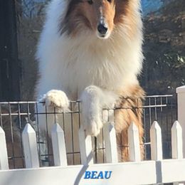 Boy 2 - Collie puppy in Newtown, Connecticut from Lakewinds Collies & Bulldogs