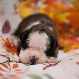Samuel - Brindle male Boxer puppy in Warsaw, New York from Hillview Kennels
