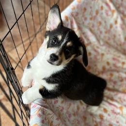 Pretty Precious Momma's Girl - Black and tan female Pembroke Welsh Corgi puppy in Blaine, Tennessee from Rose Brier Pembroke Welsh Corgis