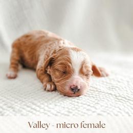 Valley - Red  female Goldendoodle puppy in Punta Gorda, Florida from Transformation Acres Goldendoodle
