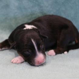 Haven - Black tri female Miniature Australian Shepherd puppy in Weatherford, Texas from Ridgestar Aussies
