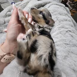 Miniature American Shepherd Puppies from Aussie Mama Sage