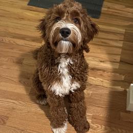 Assorted Doodle Crosses, Bernedoodles, and Goldendoodles from Vandenbark Doodles