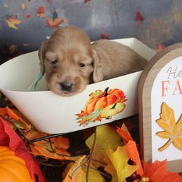 Carter - Cream male Dachshund puppy in Pace, Florida from Shoebox Doxie’s