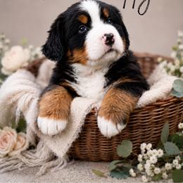 Cassian - Tri-color male Bernese Mountain Dog puppy in Lecanto, Florida from Lecanto Puppy
