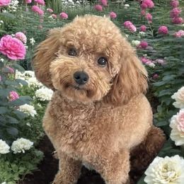 Stella - Goldendoodle