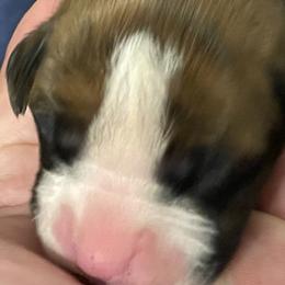 Girl 3 - Boxer puppy in Wichita Falls, Texas from Grammy’s Boxer Babies