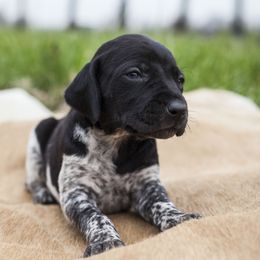 German Shorthaired Pointer Puppies from Spring River Kennel