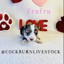 Frufru - Blue merle female Toy Australian Shepherd puppy in Gillette, Wyoming from Cockburn’s Toy and Mini Australian Shepherds