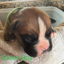 Boxer Puppies from Bunches of Love Boxers