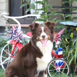 Hazel - Miniature American Shepherd