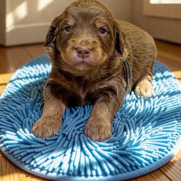 Waffles - Sable male Aussiedoodle puppy in Ellenburg Center, New York from Kristin's Puppies