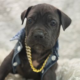 Boomer - Black male Cane Corso puppy in Russellville, Missouri from Soaring Royalty Canines LLC